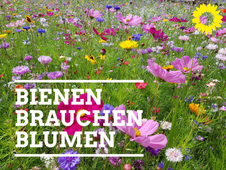 Pressemitteilung – Grüne unterstützen Spendenaktion für Blumenwiese